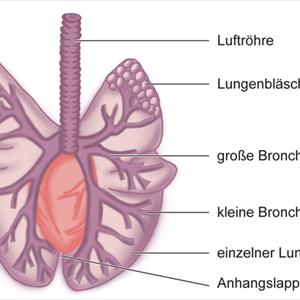 Over The Counter Bronchitis Meds - Boost Health And Wellness With Reddish Clover