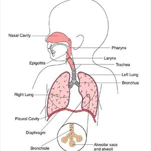 Coughing Virus - Some Medicine Which Will Help Battle Bronchitis